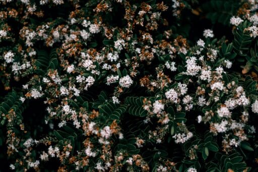 EMBODIED SHAMANISM COURSE – Q&A