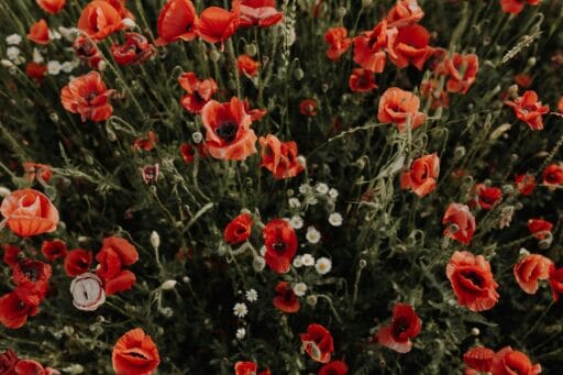 Therapeutic Shamanism and Soul Retrieval – The Shaman Stories Podcast